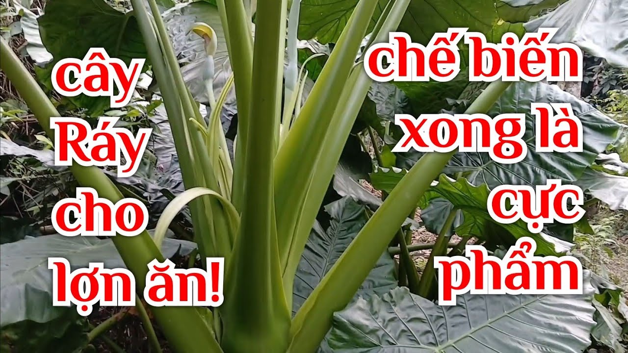 Quá khủng khiếp. Cây Ráy rất là ngứa. Chế biến xong là cực phẩm chữa ...
