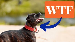 Weird Staffordshire Bull Terrier Behaviours Explained