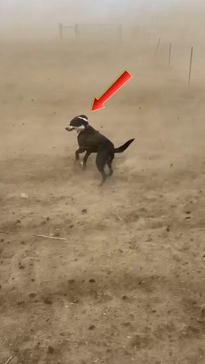 Power Of Winds #shorts