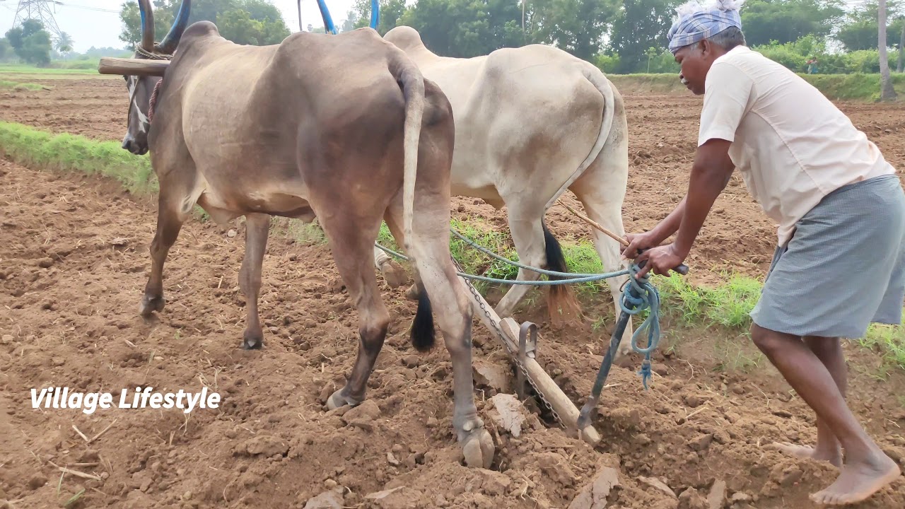 ploughing with village Bullock | cows and bulls | Bullock mud ride|oxen stuck videos and oxen videos