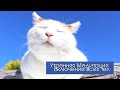 Утренняя Медитация Включения всех тонких тел, Открытия Сердца. Энергия любви