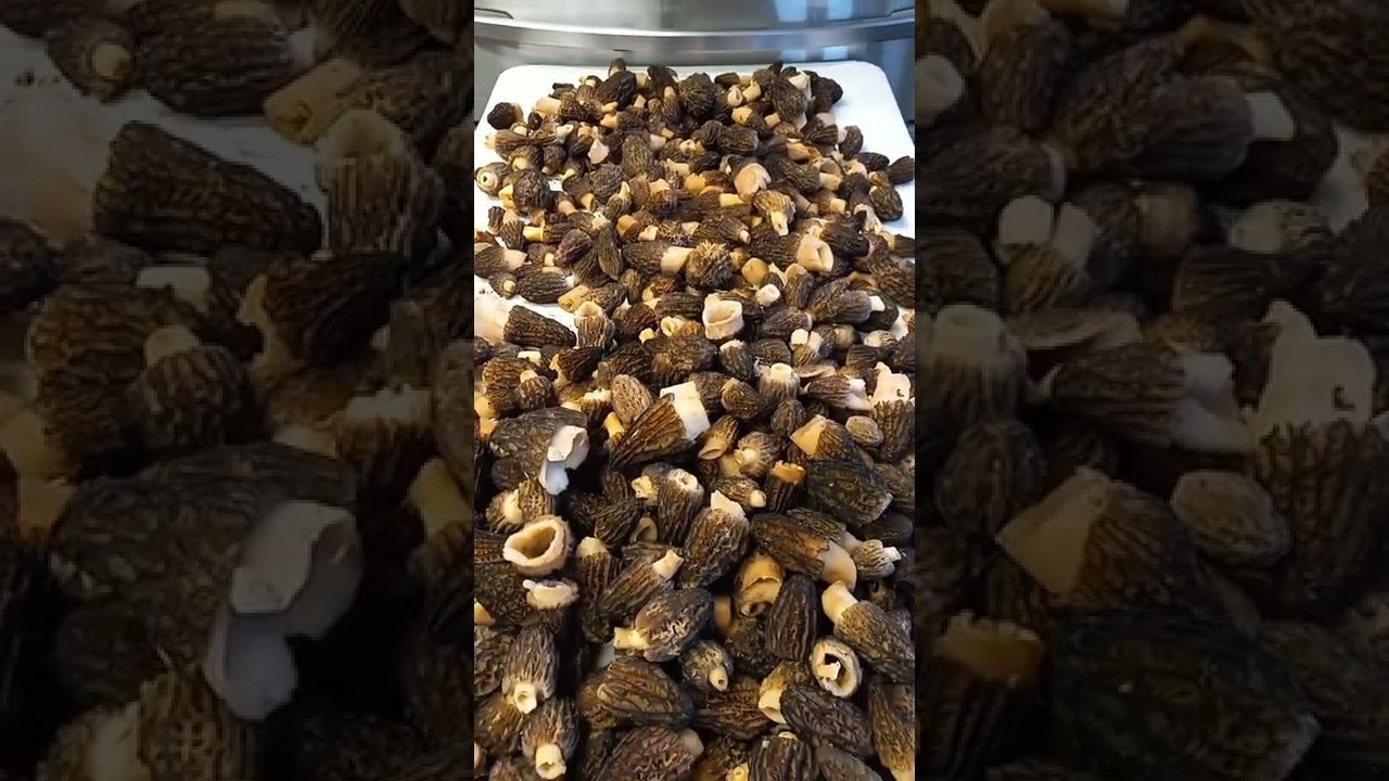 May 29, 2022 Eastern Oregon Morels 2022