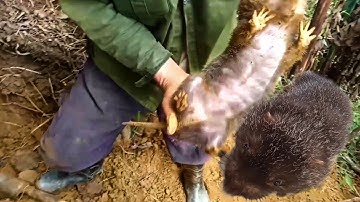 đi đào dúi rừng và đào được dúi khủng