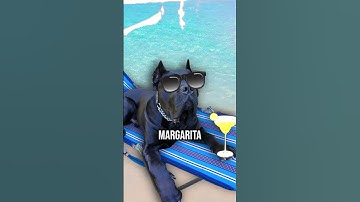 Top 3 Tests to Perfect Your Dog