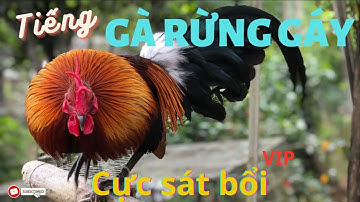 Tiếng gà rừng gáy chuẩn không tạp âm