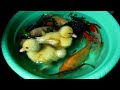 Anak Bebek Lucu Berenang Bersama Ikan Cupang Ikan Koi - Sandoll