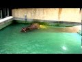 タローの撒き糞尿・６／２３・２０１６
