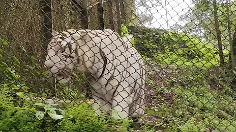 Watch the video about Darjeeling Zoo Full Tour 🐯🐅🐰 Red panda | Royal bengal Tiger | Snow leopards etc