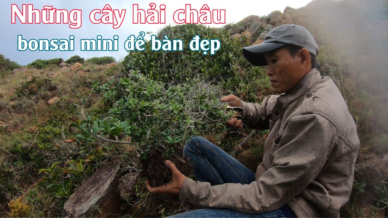 Khai thác cây hải châu mini ngoài bờ biển trời mưa bay bay