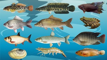 Dạy bé học các con vật | Đọc tên các con vật sống dưới nước ngọt | Động vật nước ngọt