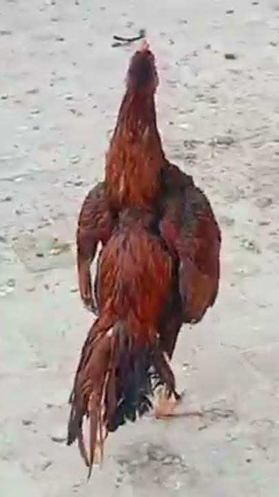 Aseel Murghy Ki Azan| Rooster Crowing|| #azan #murgha #aseelmurga #shorts #village #ytshorts