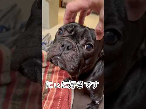【今晩の凛さん】ドアップでお菓子を食べる✨#フレンチブルドッグ #frenchbulldog #frenchbulldoglife #frenchie