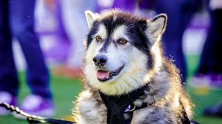 Athletics: Retired Dubs I excited to relive his 'glory days' at Huskies' homecoming this Saturday