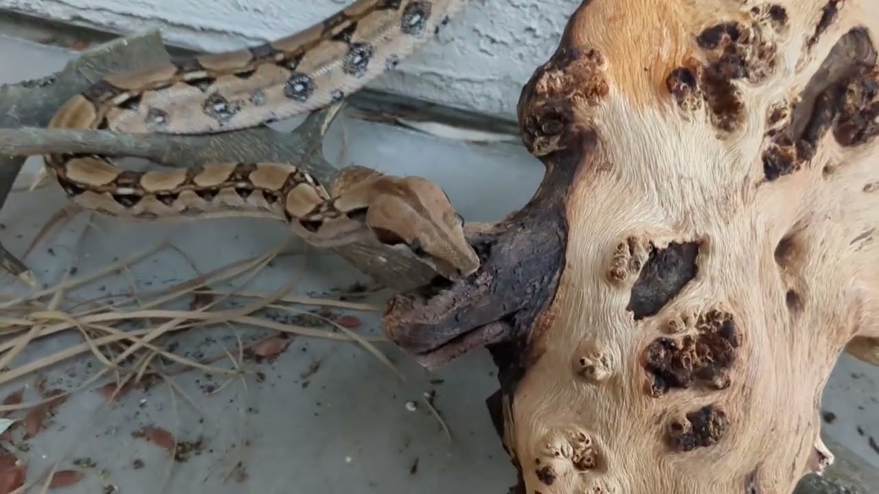 Deez Boas: Female Parahet Blood