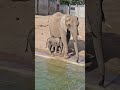 EEG Afrikanischer Elefant, Zoo Halle/Saale, D, 12.04.24, Familiengruppe von Pori. Elani taucht ab.