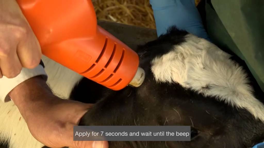 Cauterizing by Boeringer & Horn'Up