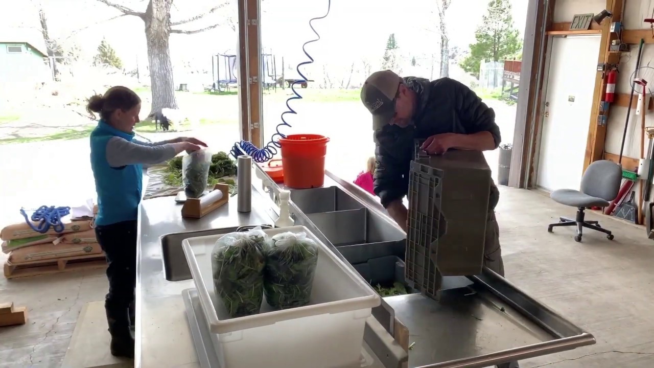 GREENS HARVEST For the MARKET GARDENER YouTube