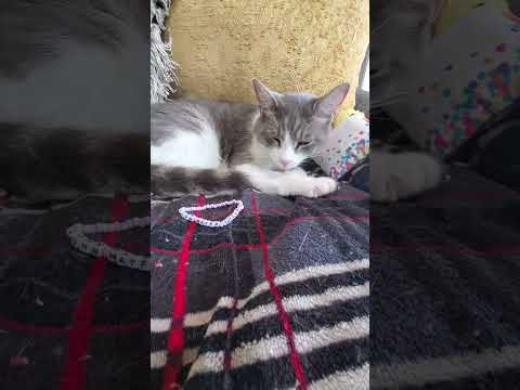 Baby Cat Monday Hangover