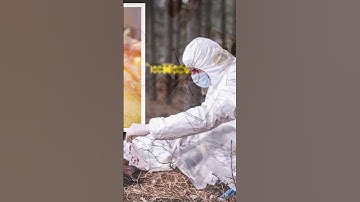 Insect Witnesses The Role of Forensic Entomology in Crime Solving