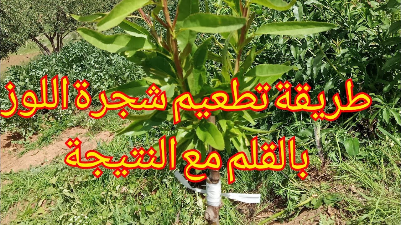 كيف يتم تطعيم شجرة اللوز بالقلم مع النتيجة