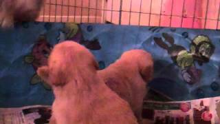 2 Mattiaci Goldens: 12 yr old Cale taping  4 1/2 week Philippe-Syrah babies
