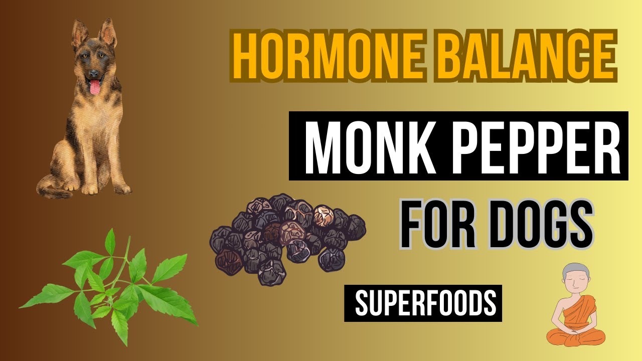 Balancing Hormones in Dogs the Natural Way.' Monk pepper for an optimal