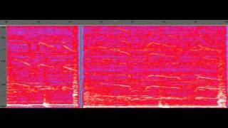 Tomorrow Never Knows (bird like calls).avi