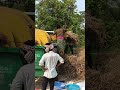 dhan harvest agriculture #rurallife #dailyvillagelife #desivlog #farminglife #shorts
