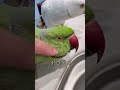 換羽のツクツクほぐしでごほうびいただきました #ワカケホンセイインコ #インコ