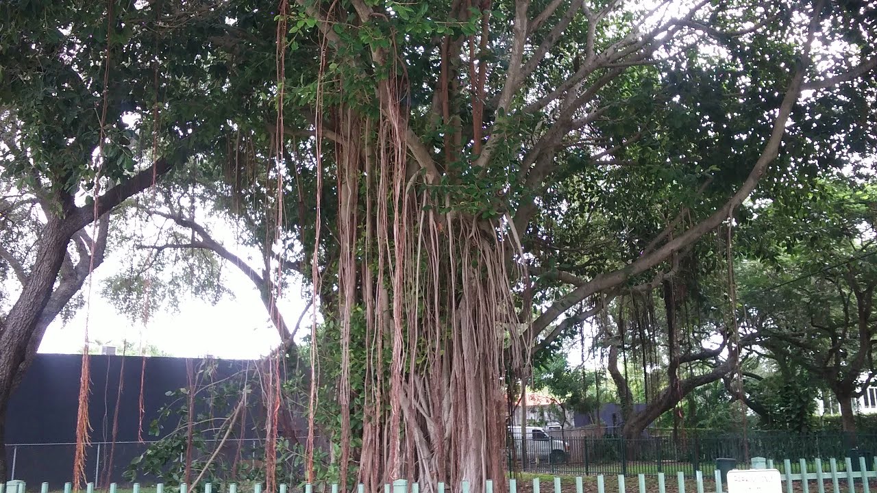 Old Vine Tree in Miami YouTube