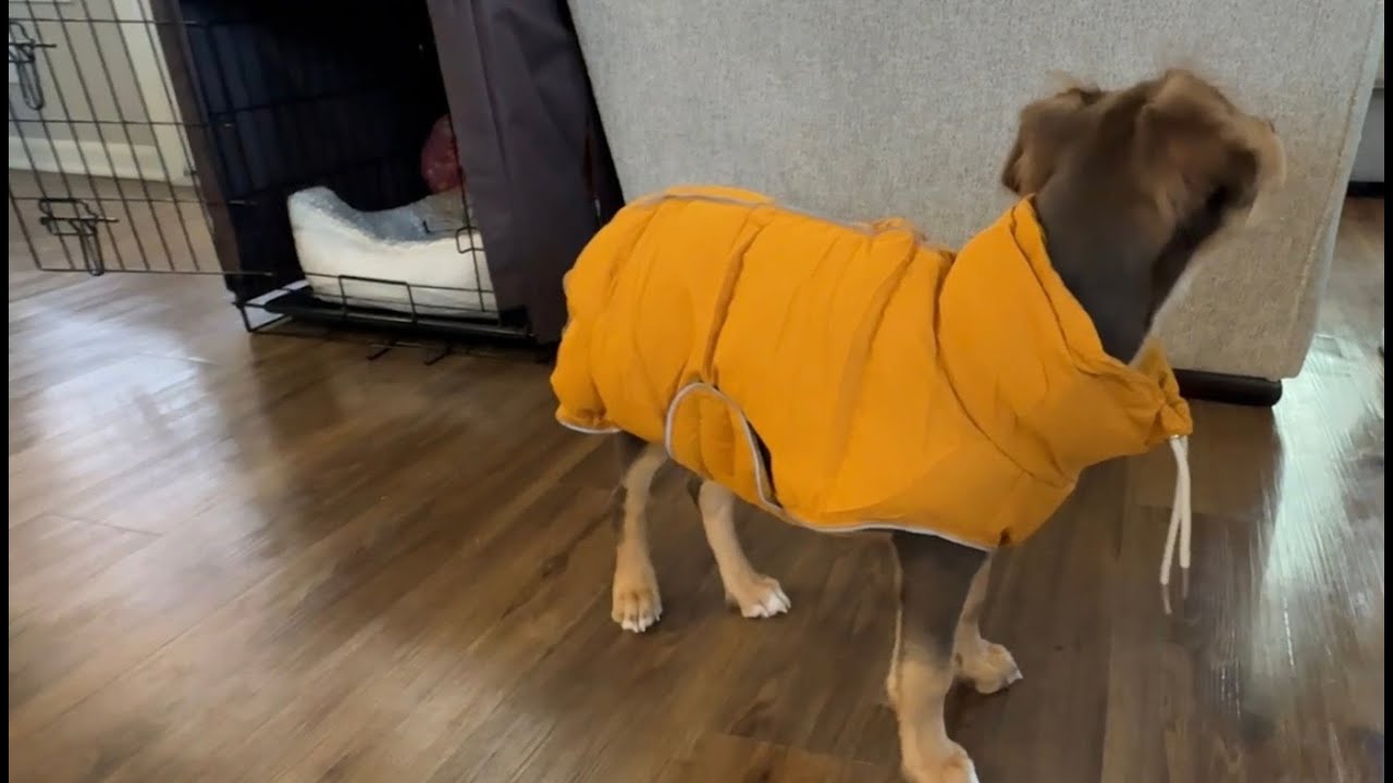 FUAMEY Dog Puffer Jacket Review | Waterproof, Reflective & Adjustable Fit!