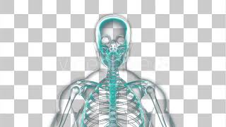 X-Ray of Human Skeleton | Motion Graphics - Envato elements
