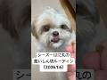 【シーズー】食いしん坊はに丸の朝んぽ（2026.1.6） #シーズー #shihtzu #可愛い #お散歩 #dog
