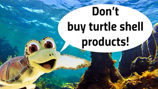 Turtle Foundation - Kimi explains why it is a bad idea to buy turtle shell products