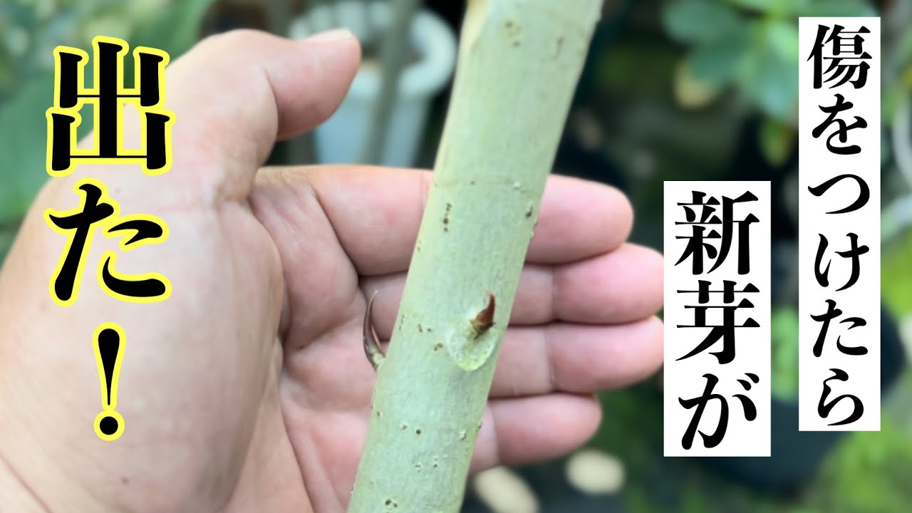 傷をつけたら新芽が出るのか？出た！！！