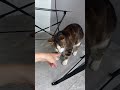 CATkada #lefkada #catlovers #greek #catshorts
