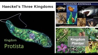 Lecture-7 ( Class-XI) Ch- 2: Biological Classification: Three kingdoms classification