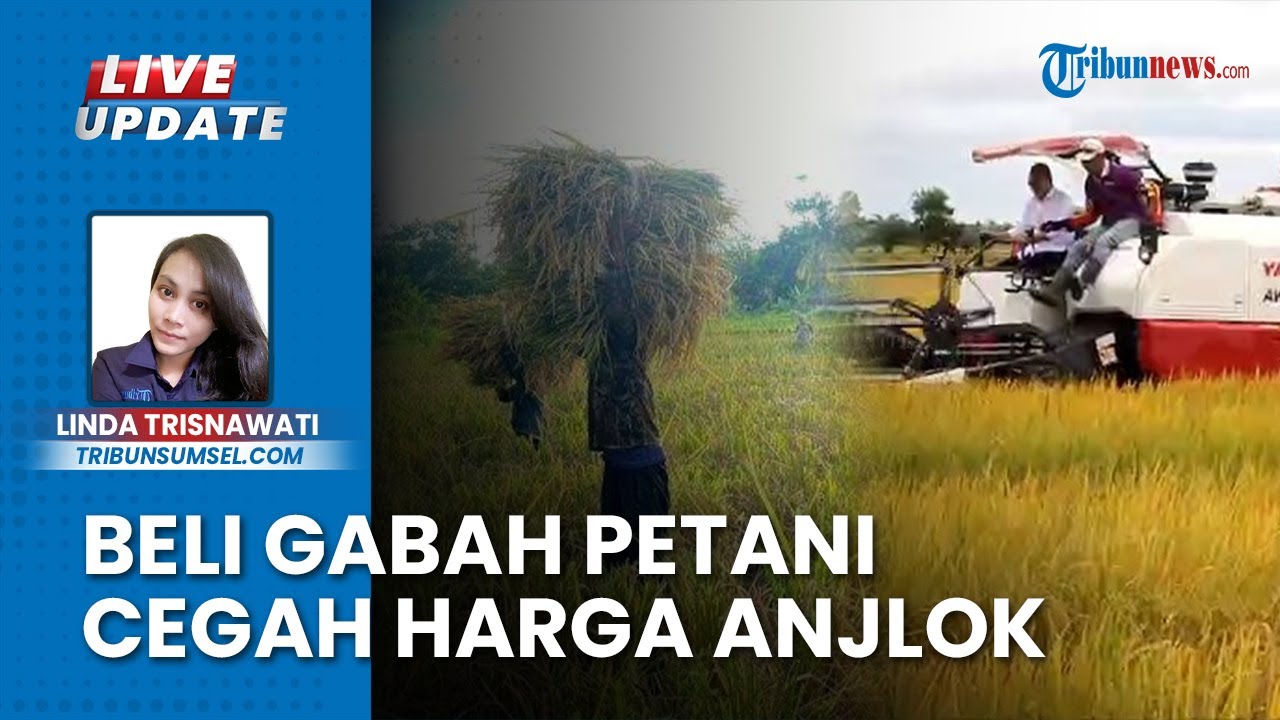 Bulog Mulai Beli Gabah Petani dengan Harga Pokok Rp 6.500 Per Kilogram, Standar Kadar Air 25%