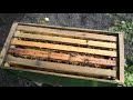 Майские отводки на одну рамку печатного расплода Часть 2 Пчеловодство 2018 год