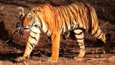 Mutant Transformer Animals Animated