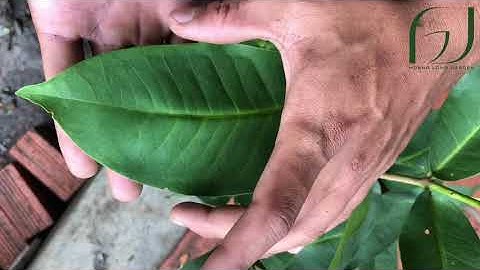 Đặc tính và sự khác biệt của 4 giống mận ngon nhất nước ta