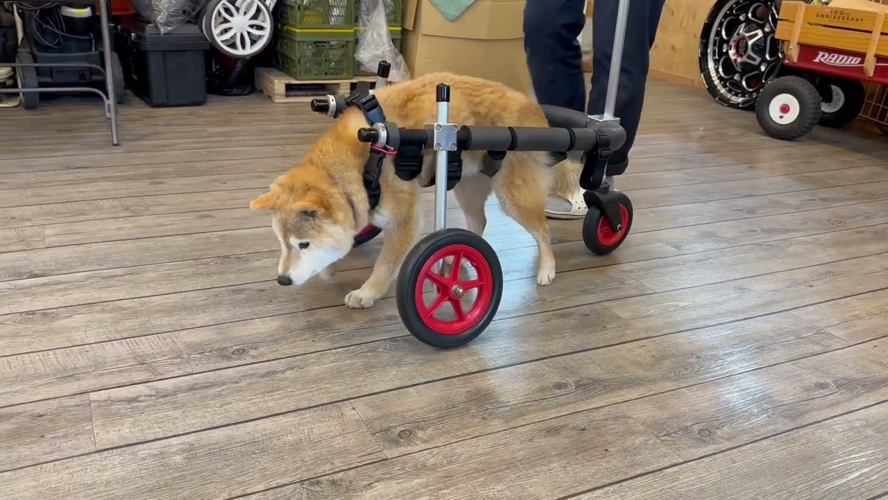 美品】はな工房 犬用車椅子 【公式通販】
