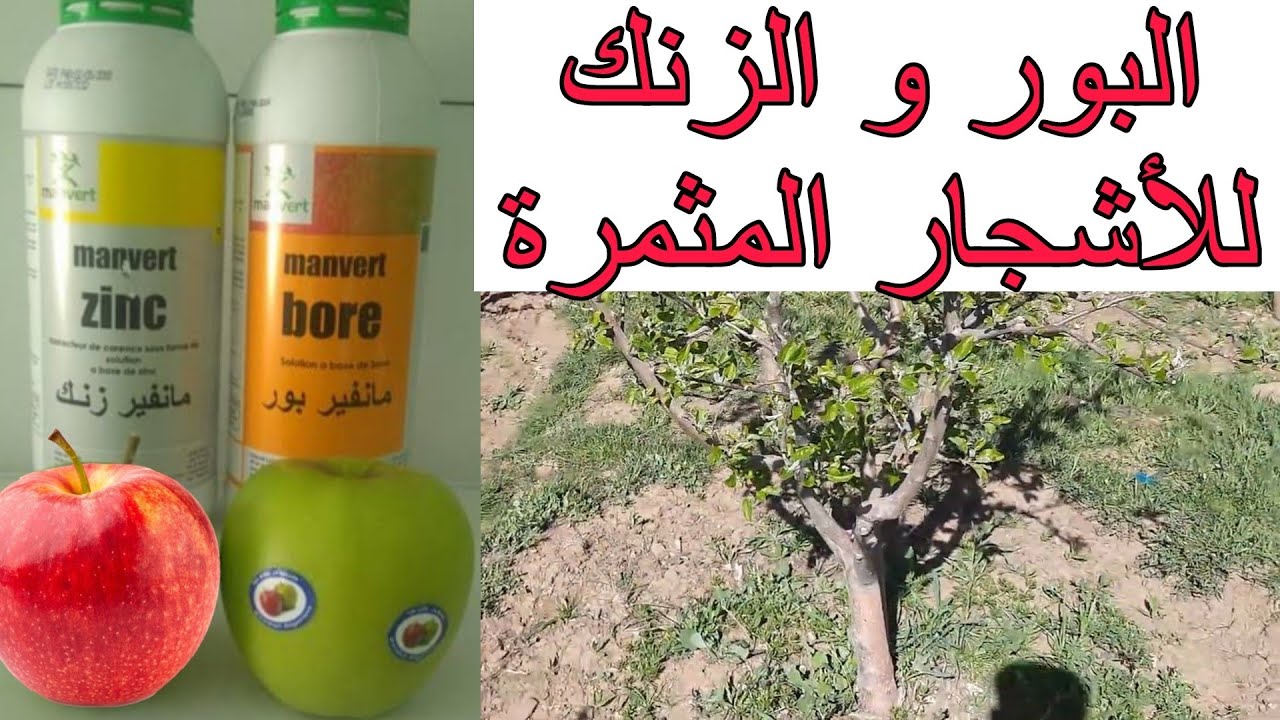 أهمية البور و الزنك للأشجار المثمرة كيفية و فترة الإستعمال