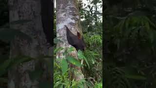 So this is how bats climb trees 😱👆 #fbreelsvideo #reels#trending #viral #explore #india #reels#video So this is how bats climb trees 😱👆 #fbreelsvideo #reels#trending #viral #explore #india #reels#video