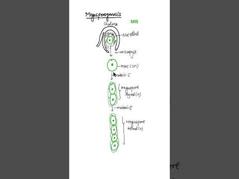 Video: Was ist Megasporangium in der Pflanze?