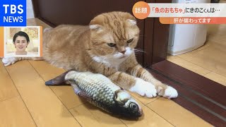 何事にも動じない！“大物感”漂うネコ【Nスタ】