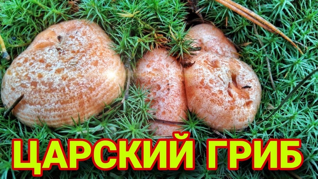 ЦАРСКИЙ ГРИБ РЫЖИК. ПОШЛИ РОДИМЫЕ!!! Сбор грибов 2023