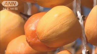 軒先はオレンジ色に・・・「枯露柿つくり」始まる　山梨(17/11/11)