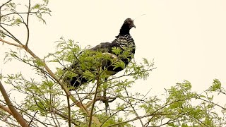 HORNED SCREAMER vocalizes calling (ANHIMA CORNUTA), ANHUMA, INHUMA, Birds of the marsh.