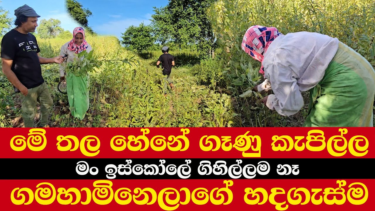 මේ තල හේනේ ගෑණු කැපිල්ල | ඉස්කෝලේ ගිහිල්ලම නෑ | ගමහාමිනෙලාගේ හදගැස්ම